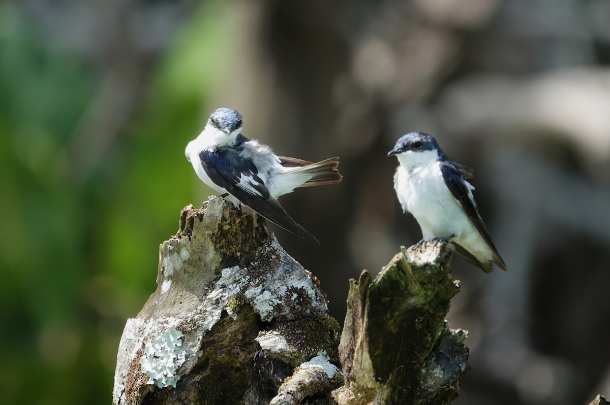 White-winged Swallow - ML611940154