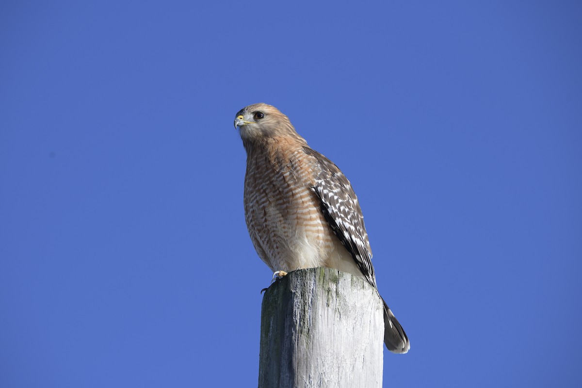 Red-shouldered Hawk - ML611940159