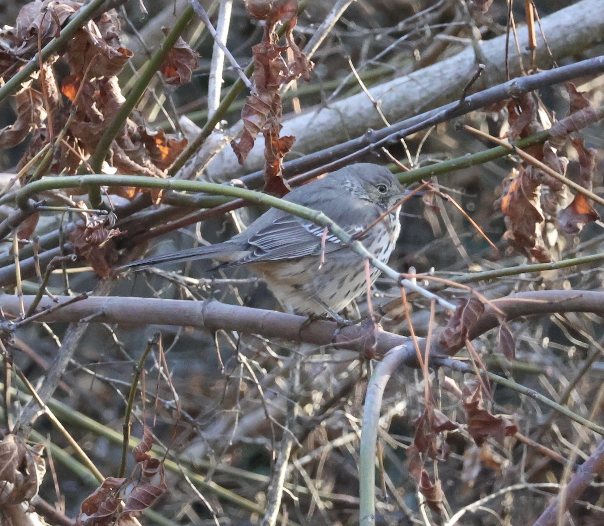 Ebird Checklist Dec Pools Farm Private Species