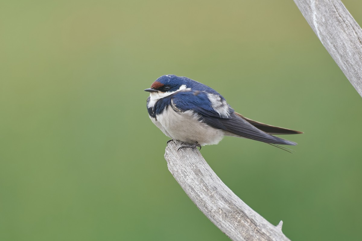 White-throated Swallow - ML611940471