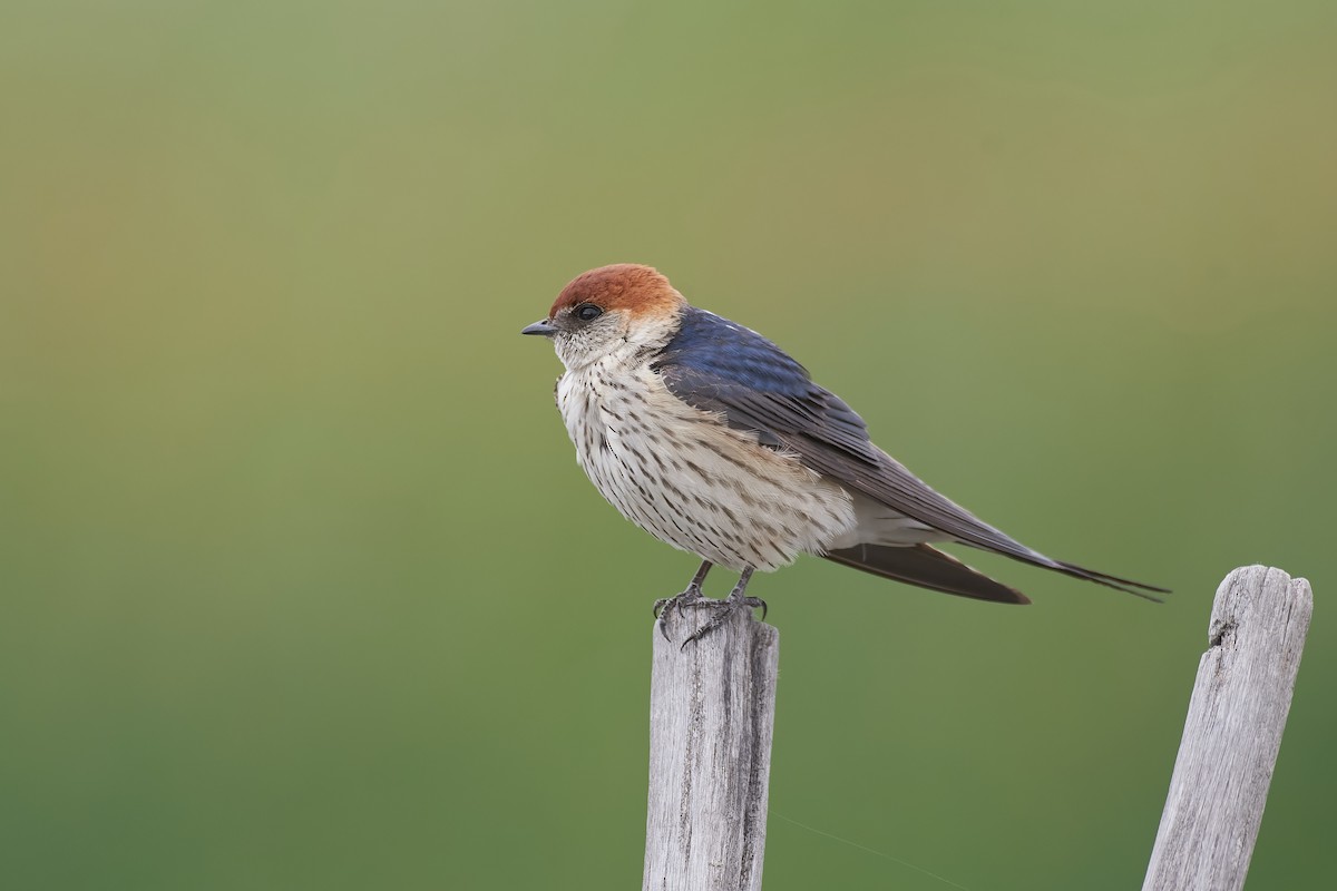 Greater Striped Swallow - ML611940473