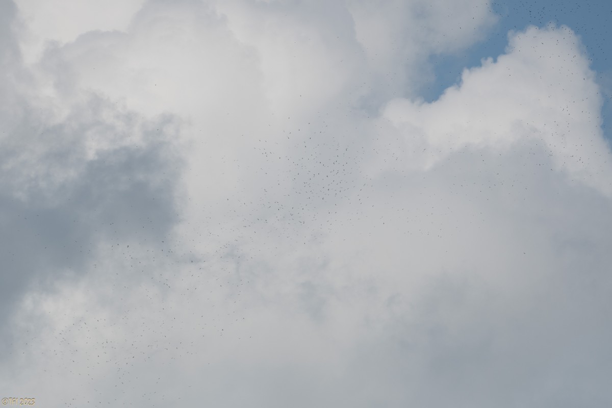 Broad-winged Hawk - ML611940538
