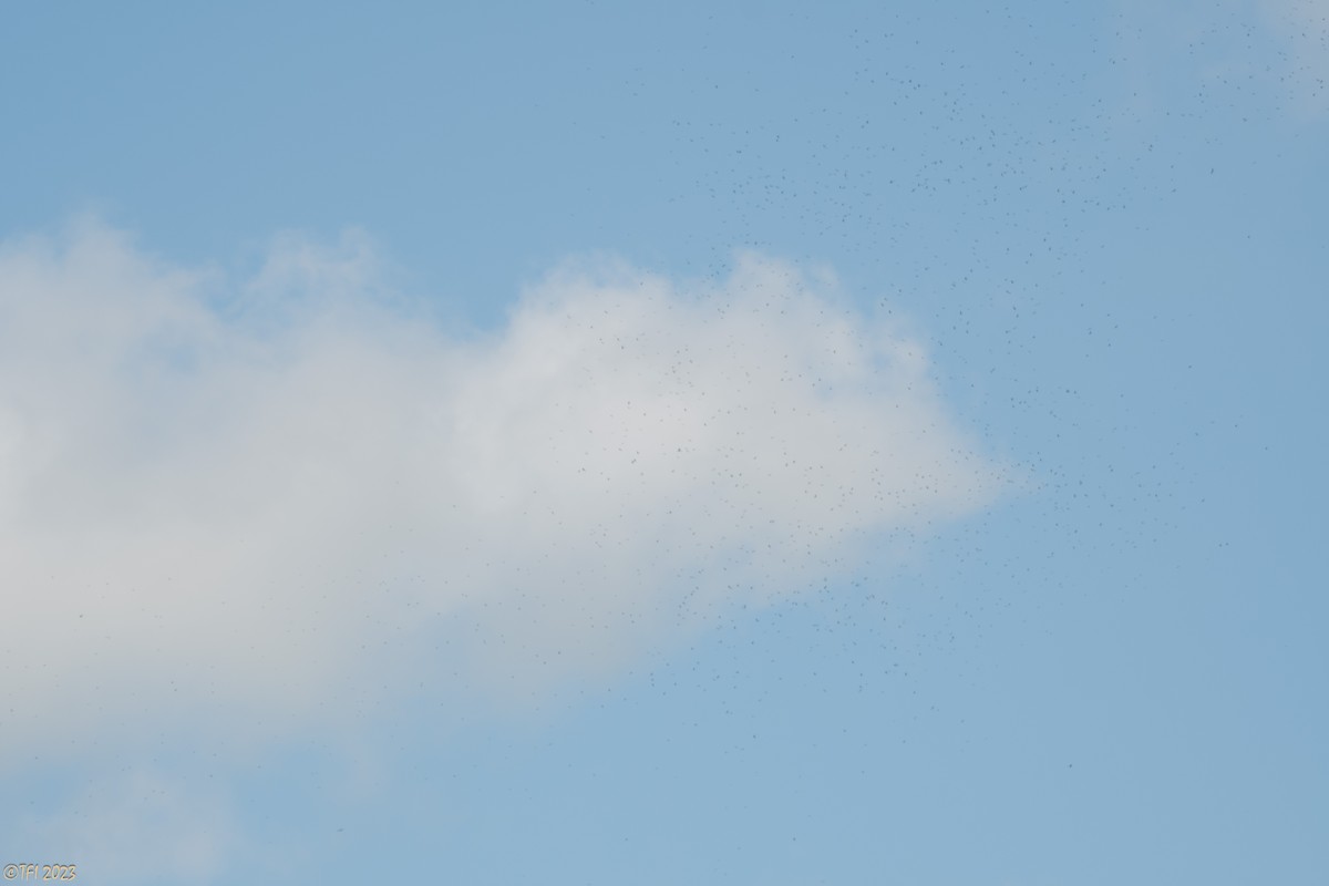 Broad-winged Hawk - ML611940560