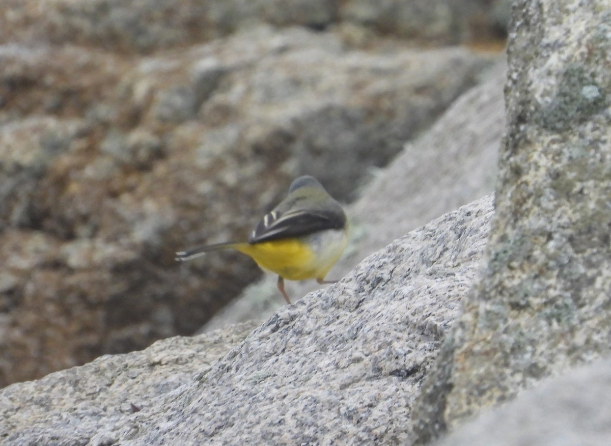 Gray Wagtail - ML611940570