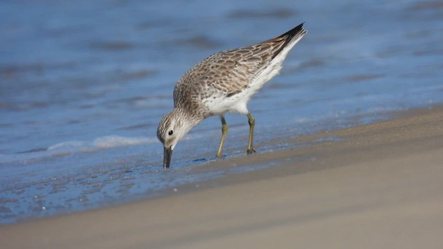 Great Knot - ML611940906