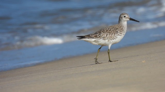 Great Knot - ML611940911