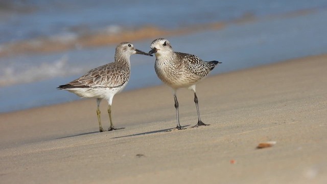 Great Knot - ML611940912