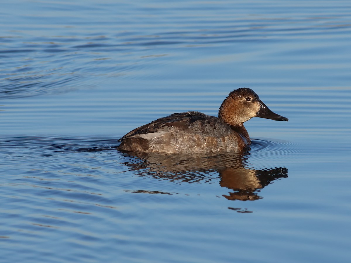 eBird Checklist - 6 Dec 2023 - Dernford Reservoir - 35 species