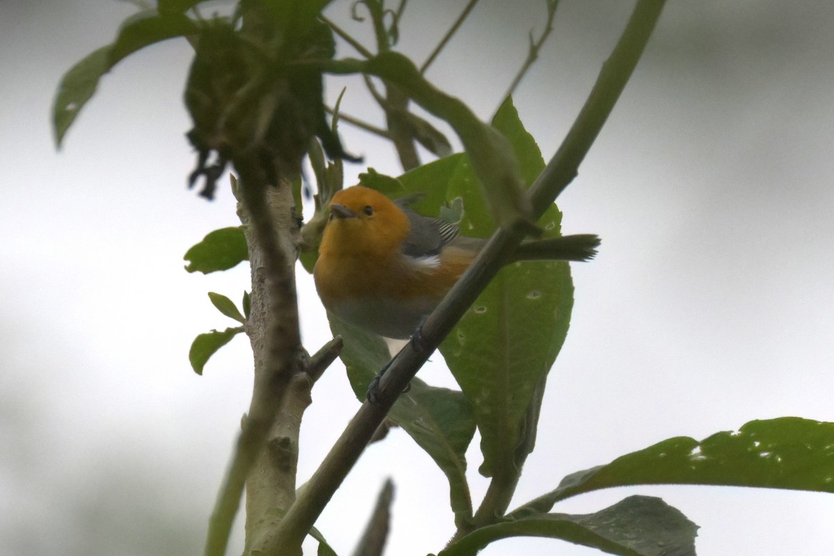 Rufous-chested Tanager - ML611941090