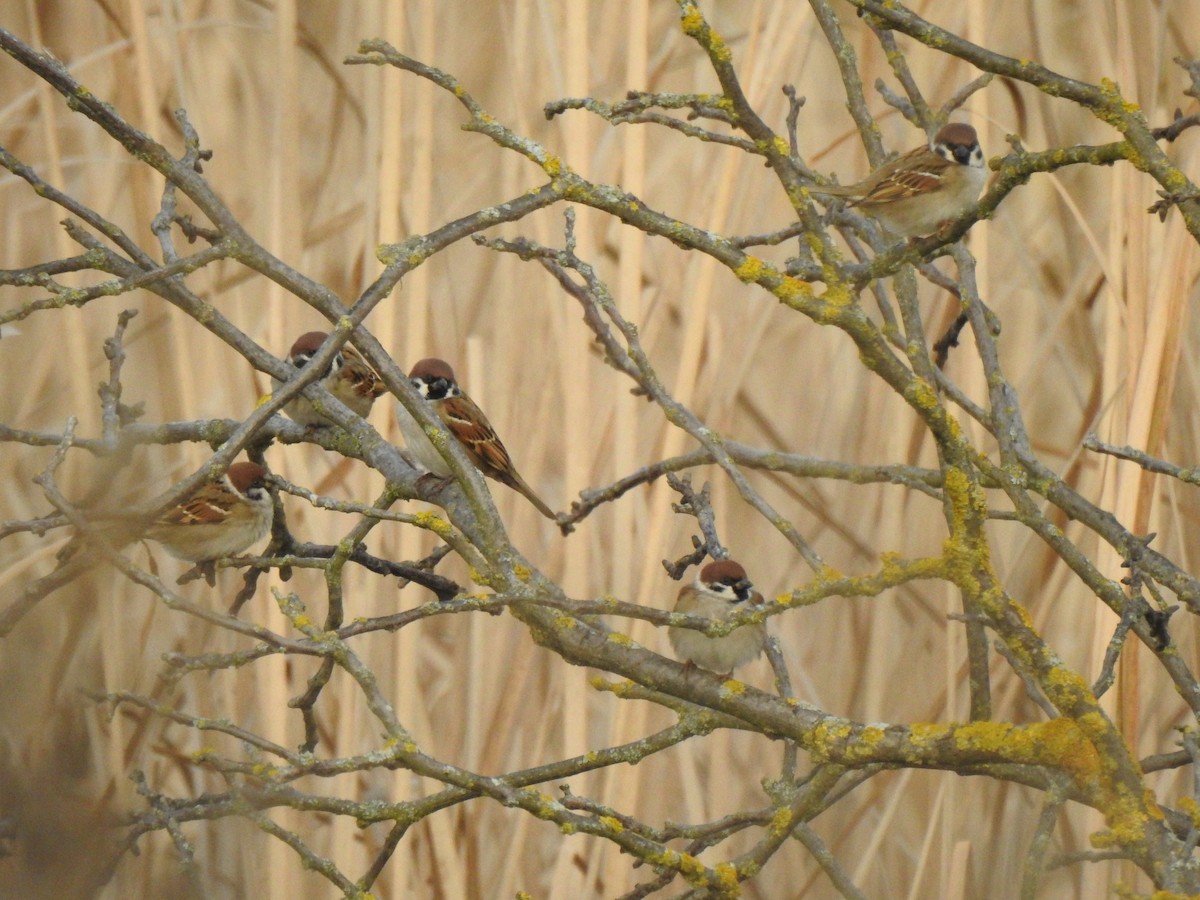 Eurasian Tree Sparrow - ML611941168