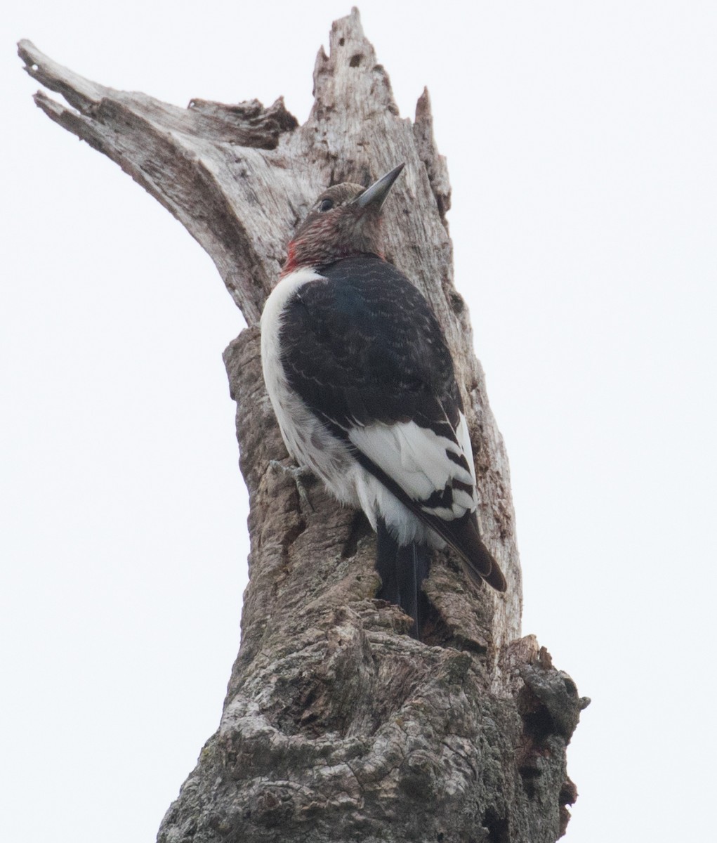 Red-headed Woodpecker - ML611941244