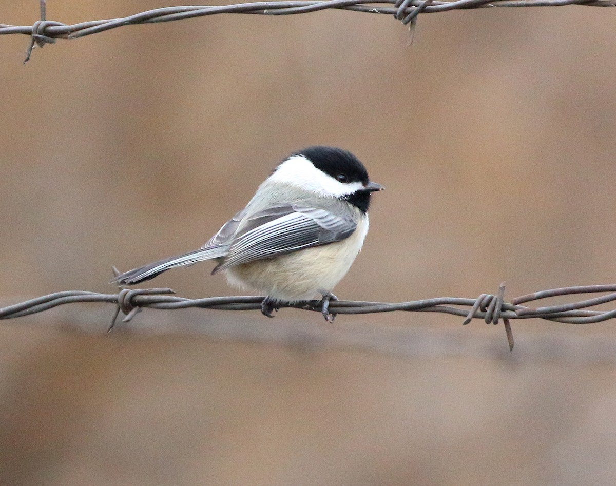 Black-capped Chickadee - ML611941342