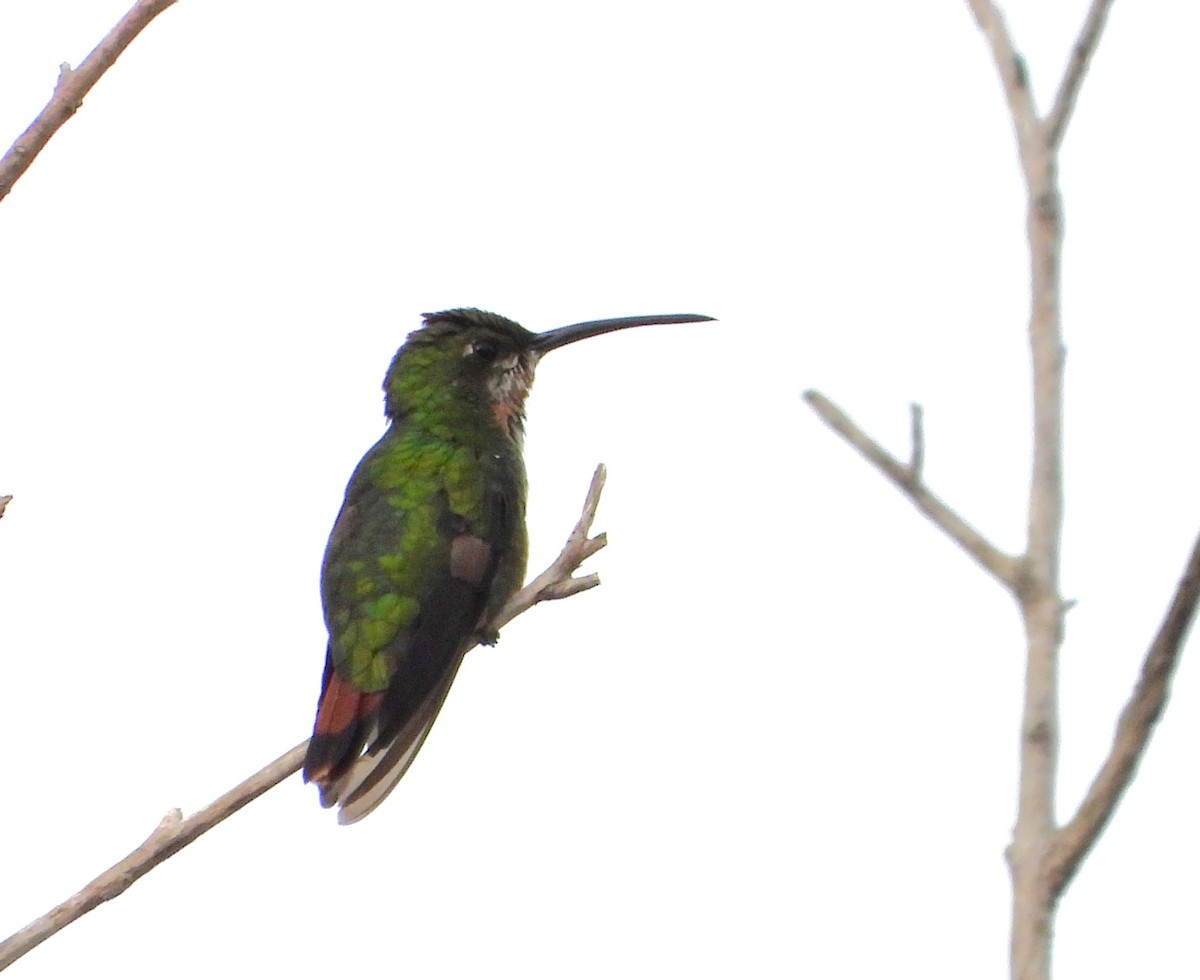 eBird Checklist 5 Dec 2023 Private Residence, Schriever, Louisiana, US (29.738, 90.806