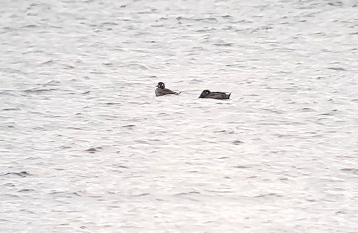 Harlequin Duck - ML611941582