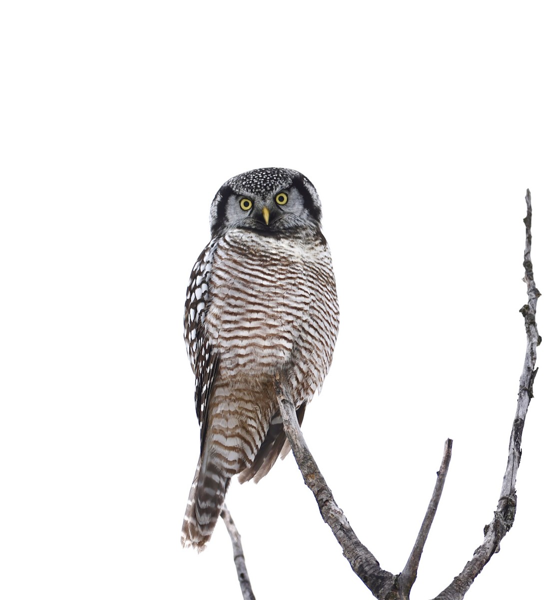 Northern Hawk Owl (American) - ML611941710