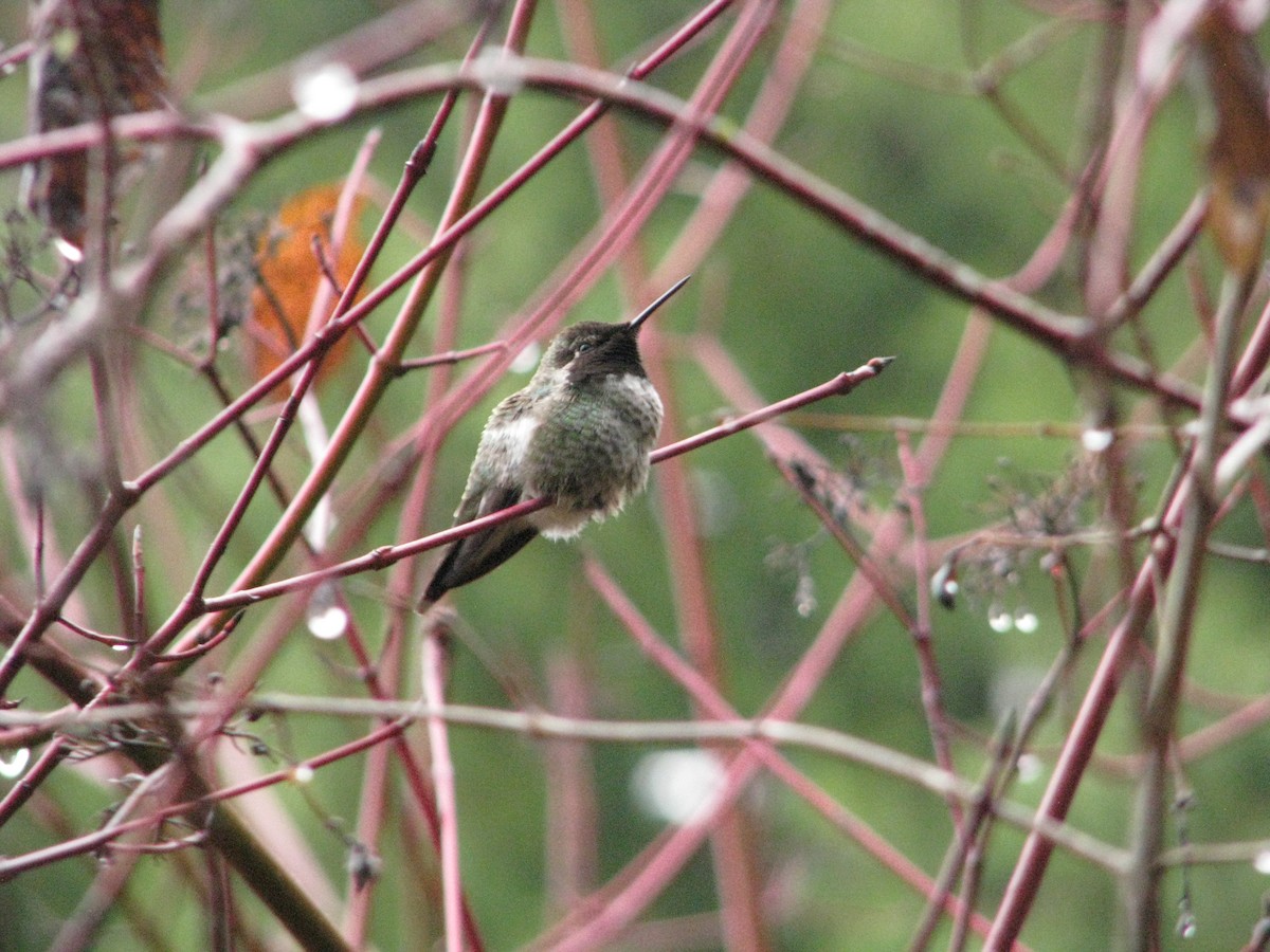 Anna's Hummingbird - ML611941715