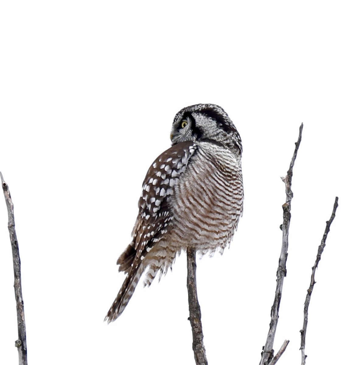 Northern Hawk Owl (American) - ML611941762