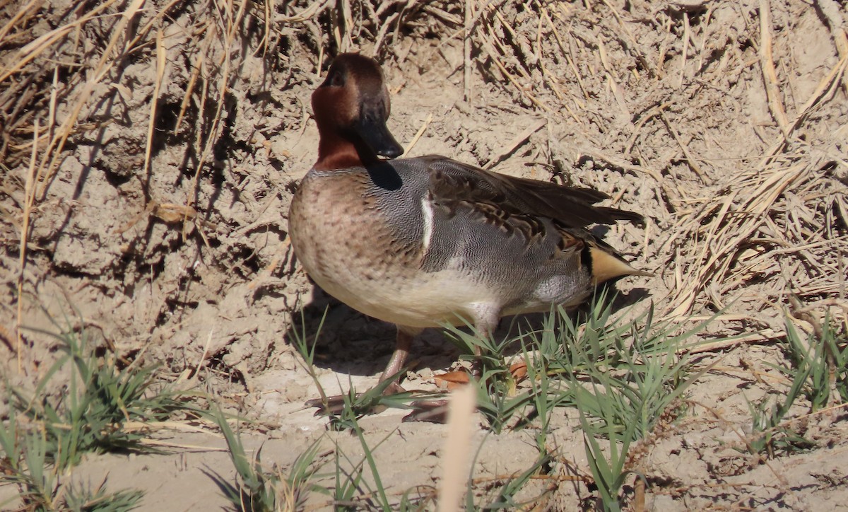 Green-winged Teal - ML611941839