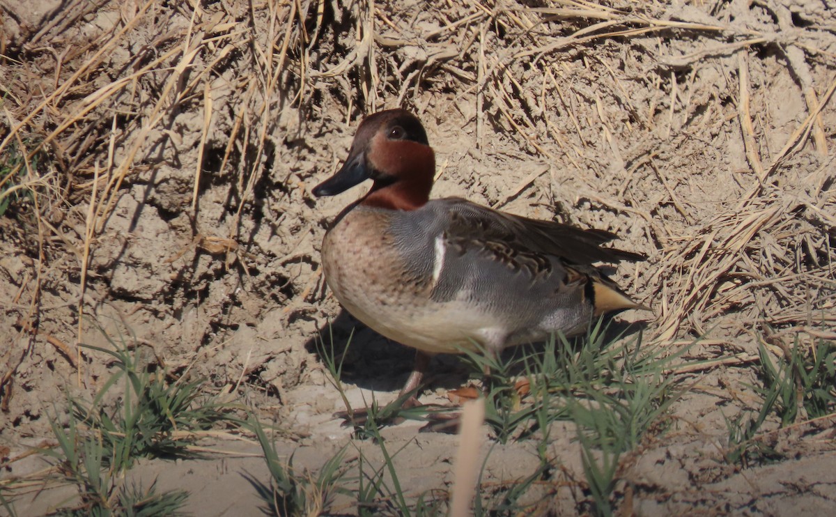 Green-winged Teal - ML611941840