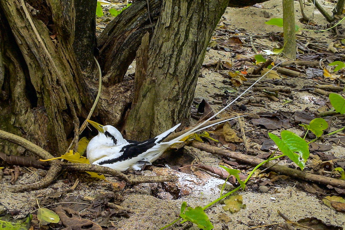 White-tailed Tropicbird (Indian Ocean) - ML611942237