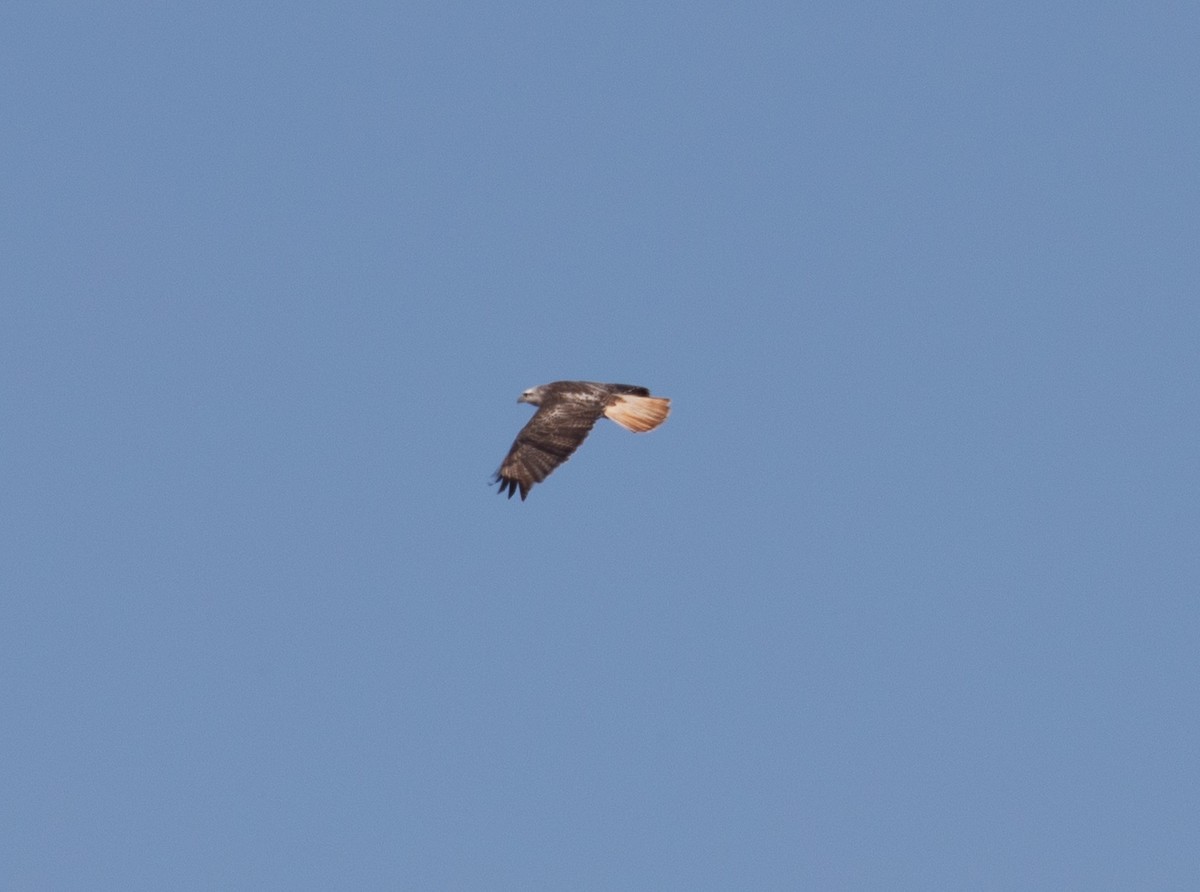 Red-tailed Hawk (Krider's) - ML611942457