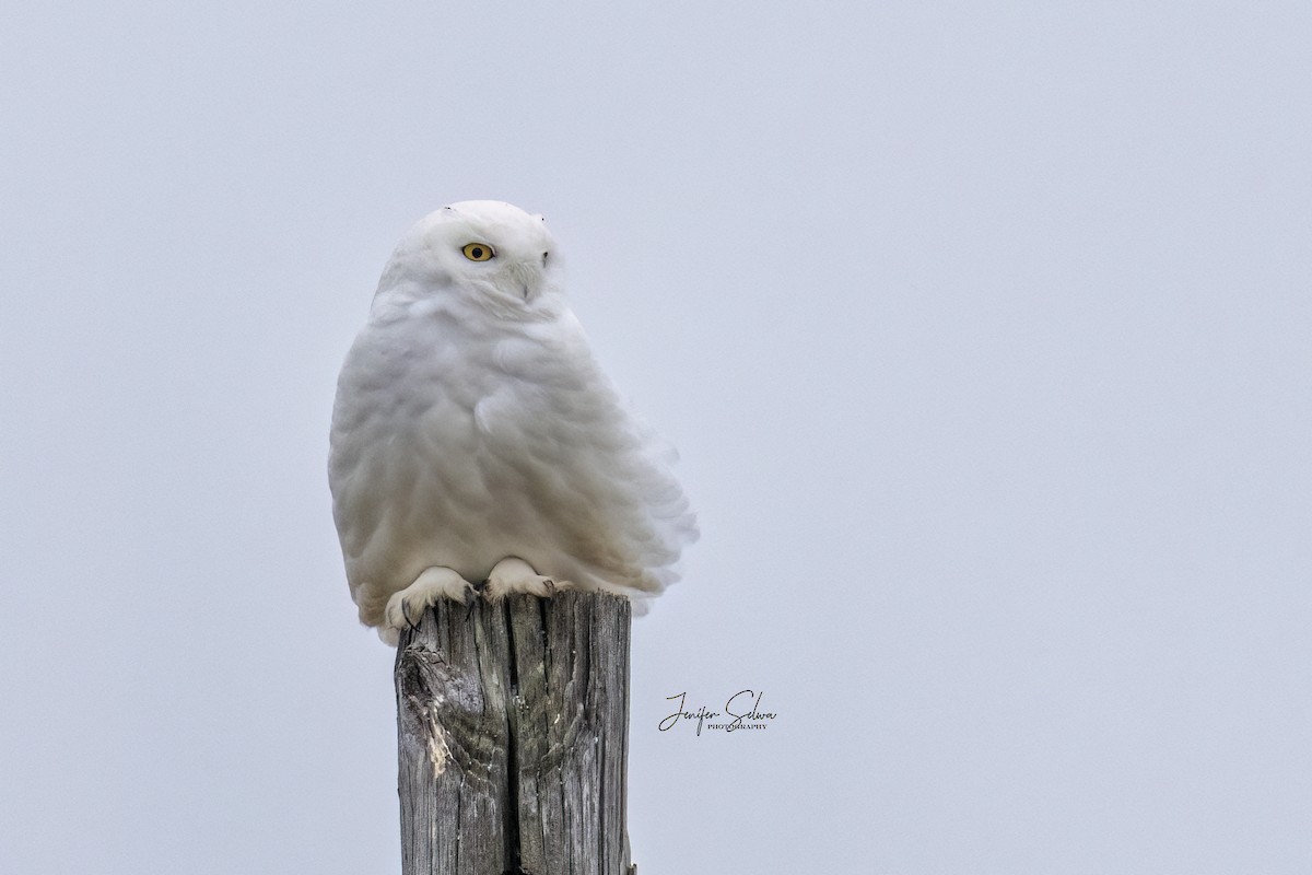Snowy Owl - ML611942505