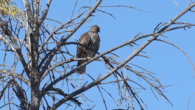 Red-tailed Hawk - ML611942632