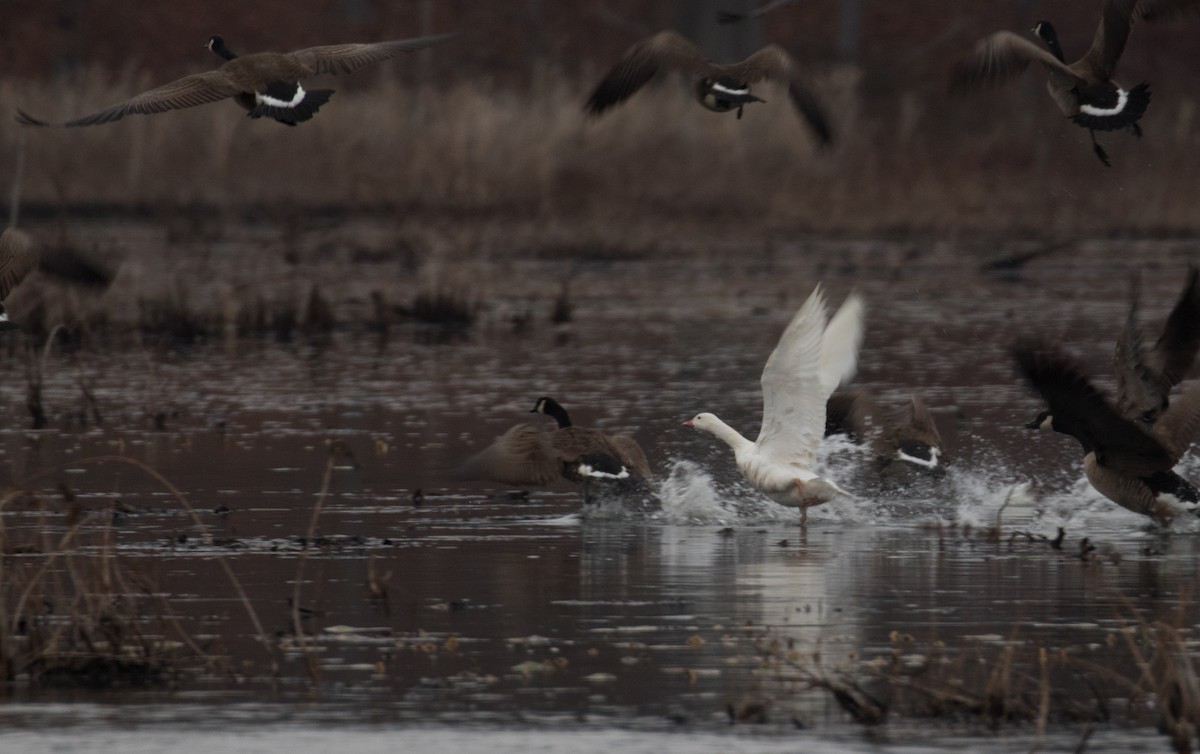 Canada Goose - ML611942686