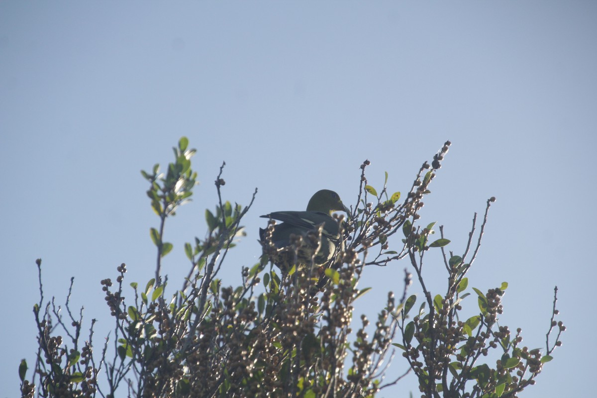 Madagascar Green-Pigeon - ML611942814