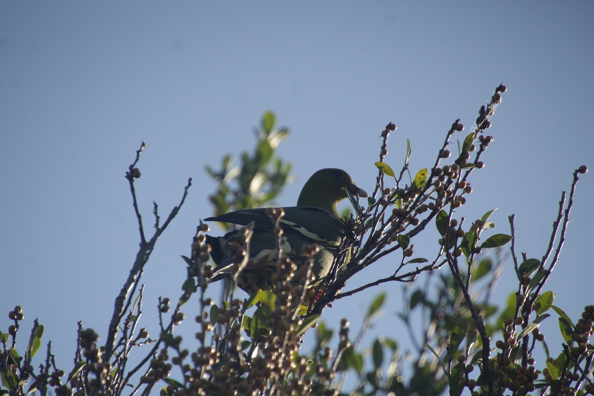 Madagascar Green-Pigeon - ML611942816