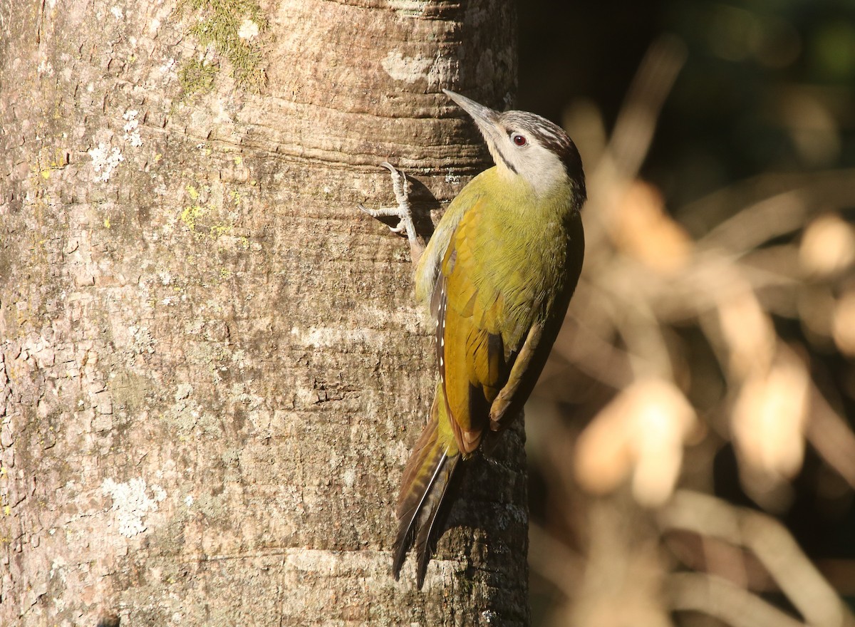 Gray-headed Woodpecker - Vyom Vyas