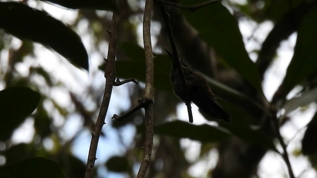 kolibřík fialovouchý - ML611943201