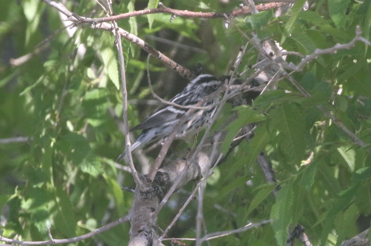 Black-and-white Warbler - ML611943678