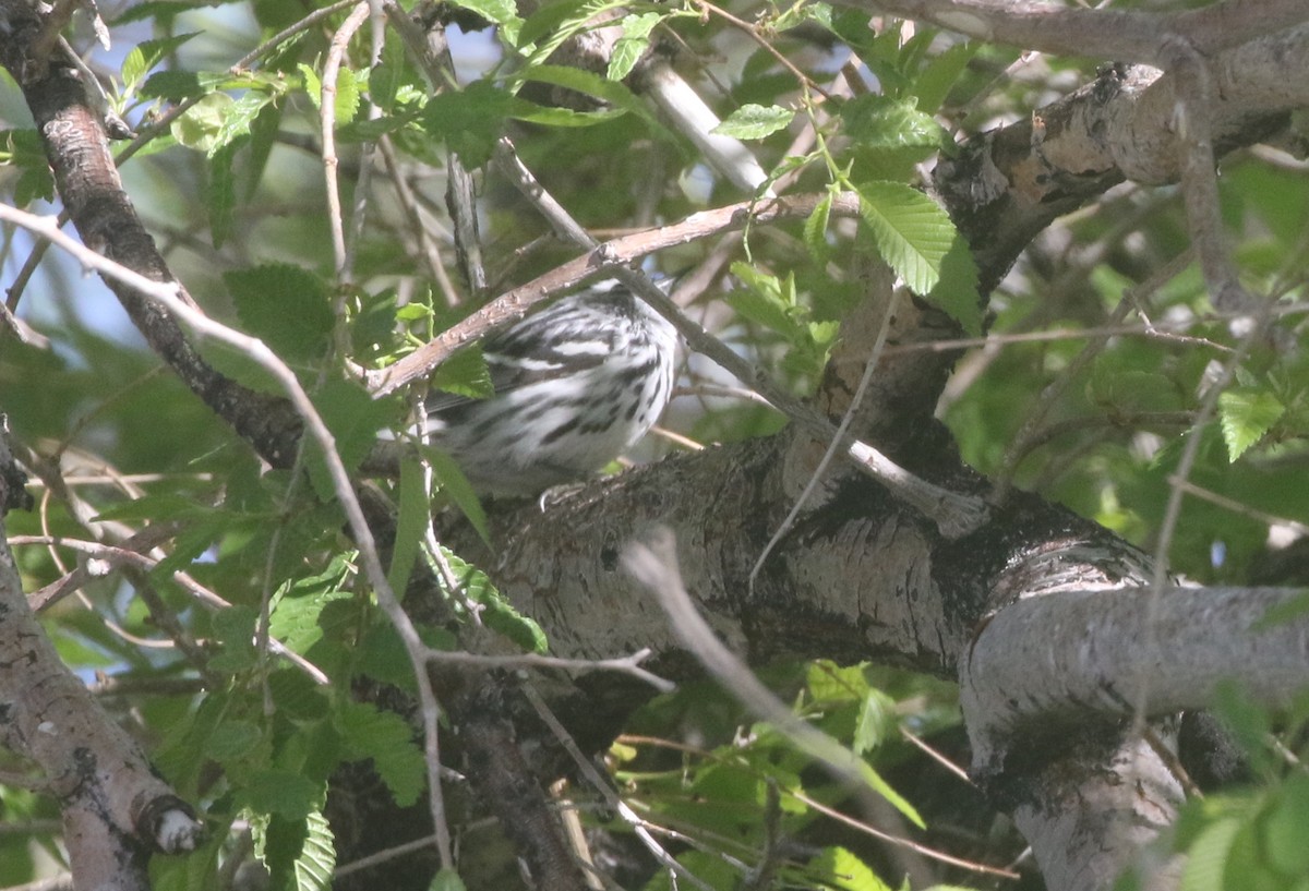 Black-and-white Warbler - ML611943679