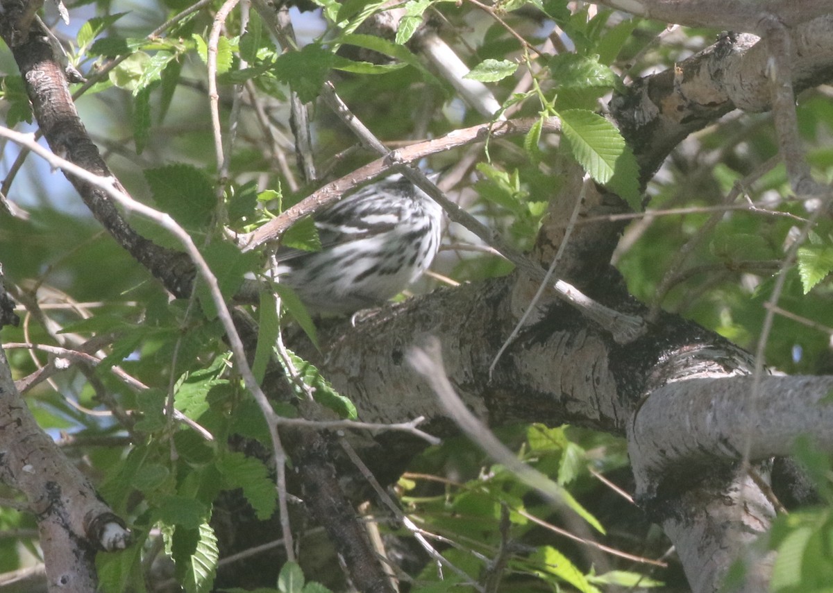 Black-and-white Warbler - ML611943680