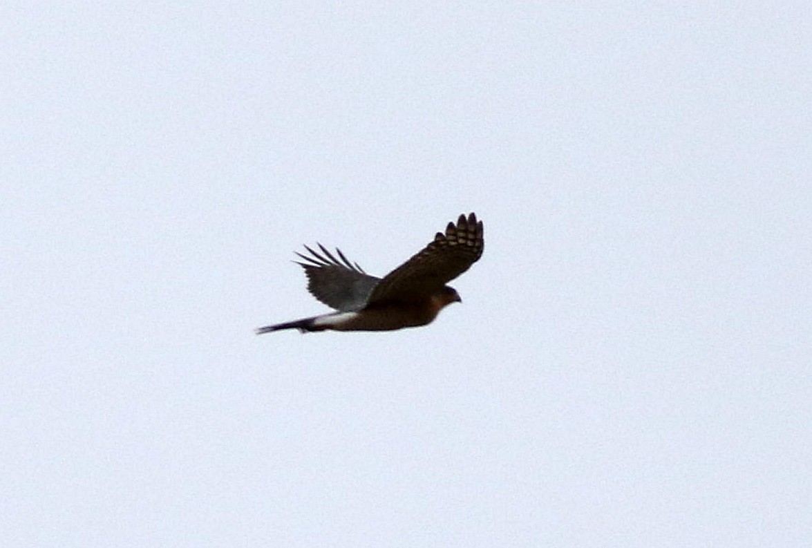 Eurasian Sparrowhawk - ML611943683