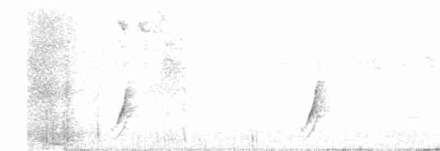 斑胸秧雞 - ML611943703
