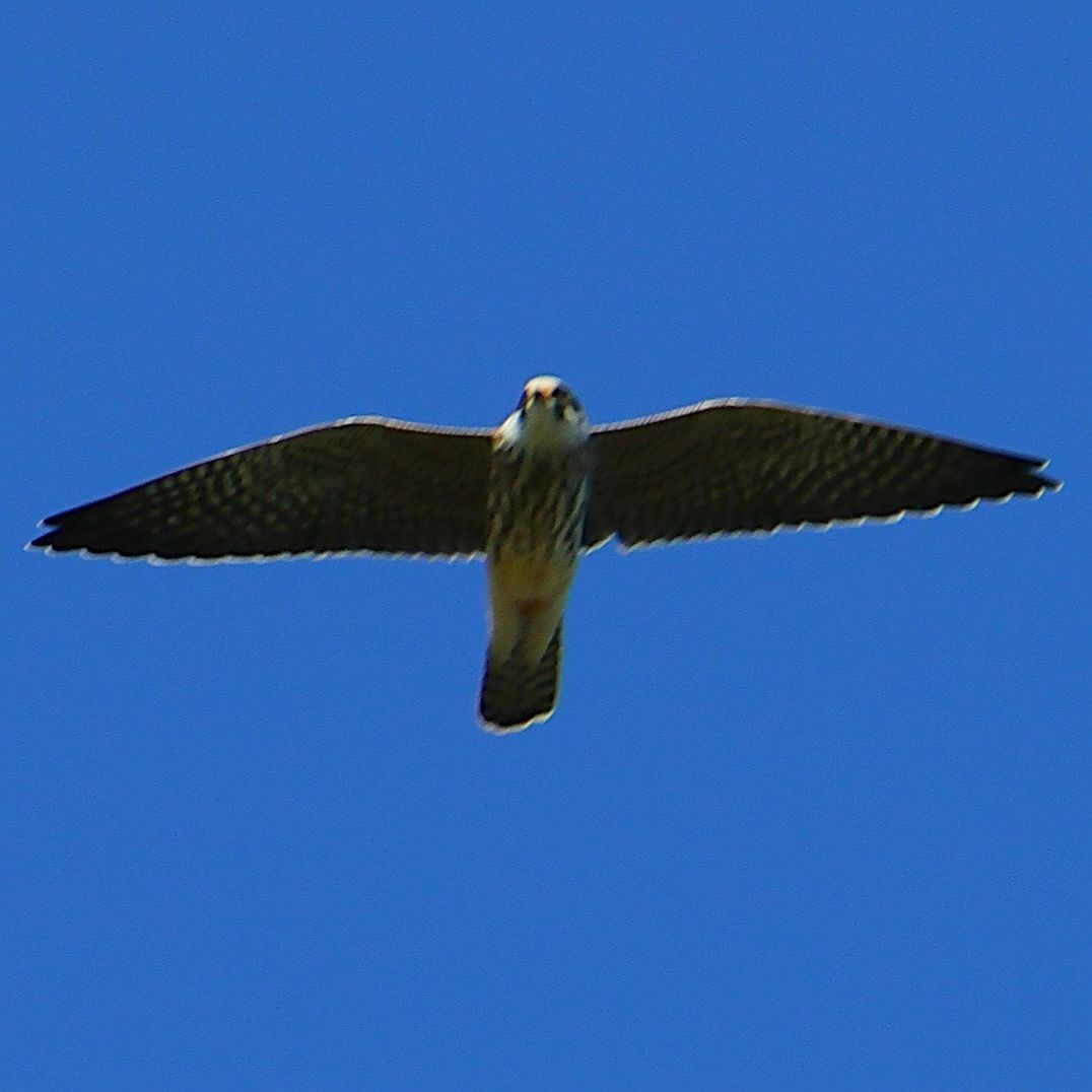 Red-footed Falcon - István Mátis