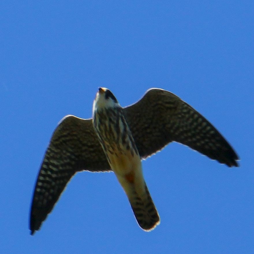 Red-footed Falcon - ML611943797