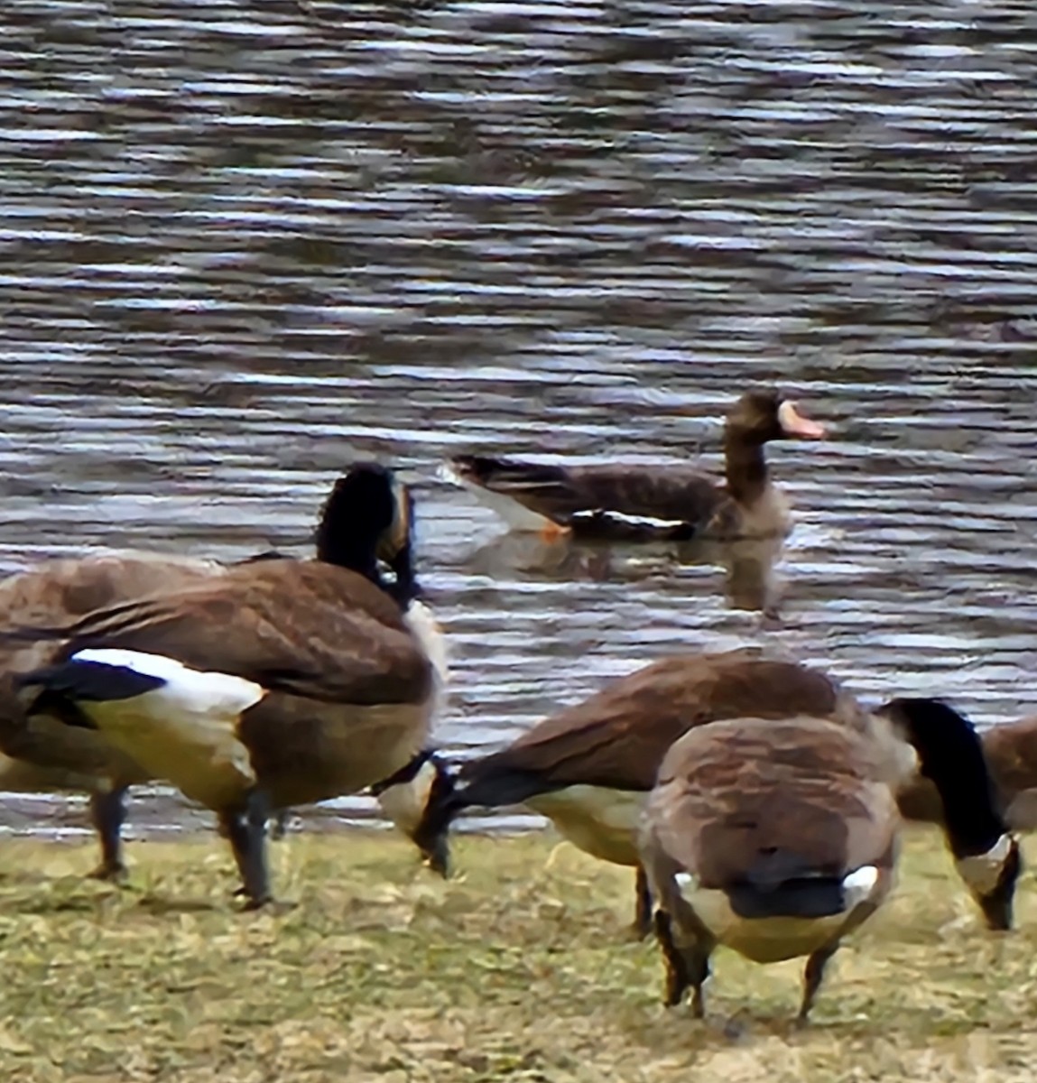 Greater White-fronted Goose - ML611943912