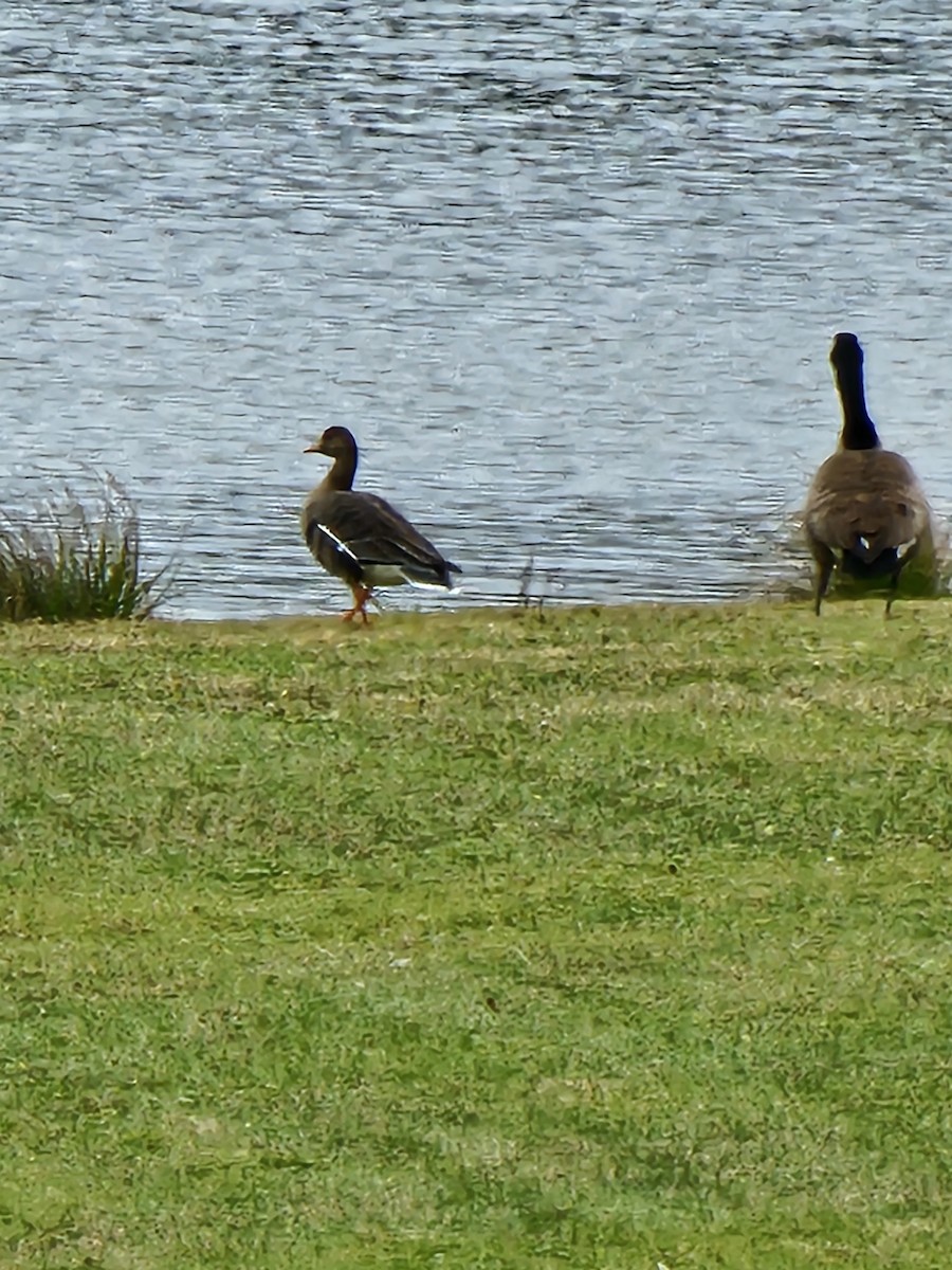 Greater White-fronted Goose - ML611943942
