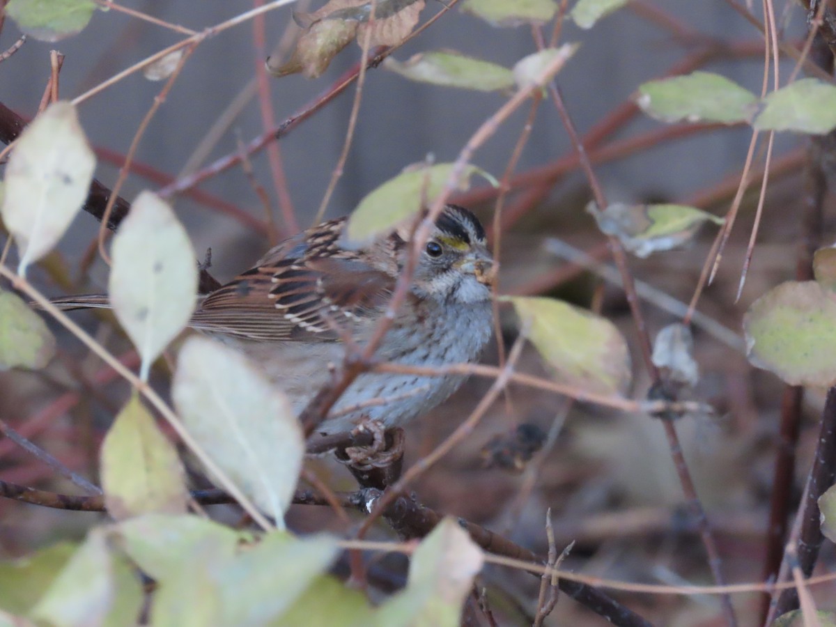 White-throated Sparrow - ML611944061