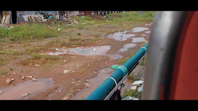 Малая белая цапля - ML611944287
