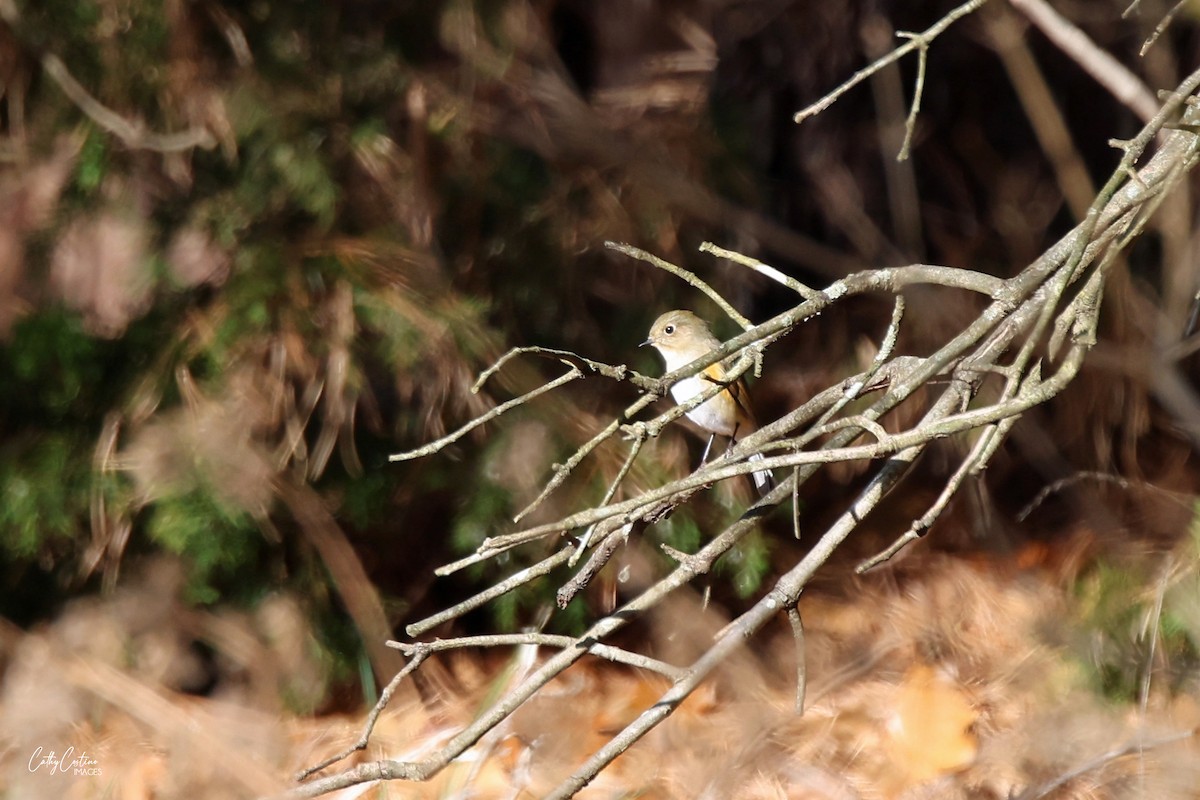 eBird Checklist 6 Dec 2023 Corner Spring & Birchwood, Whiting, NJ