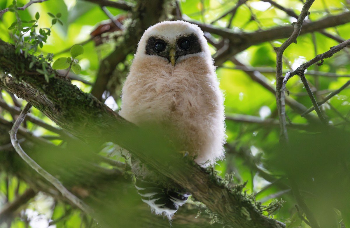 Band-bellied Owl - ML611944430