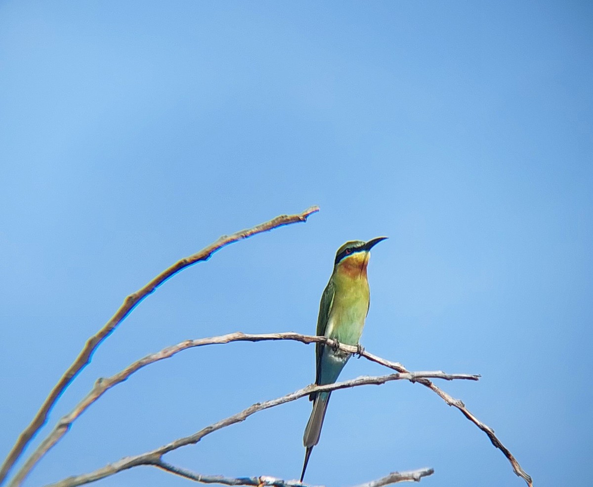 Blue-tailed Bee-eater - ML611944514