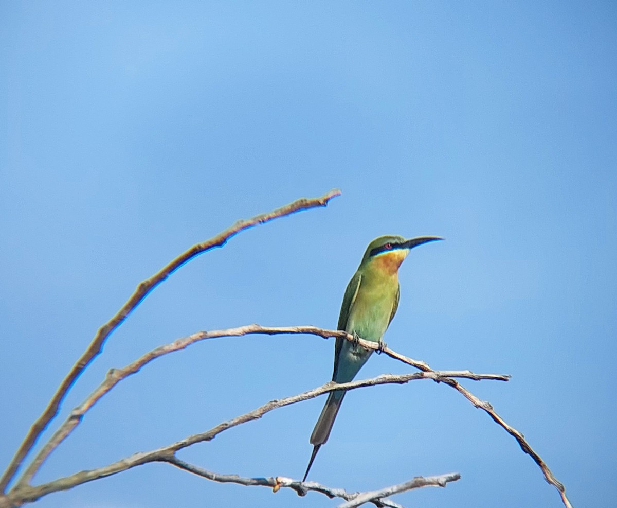 Blue-tailed Bee-eater - ML611944515