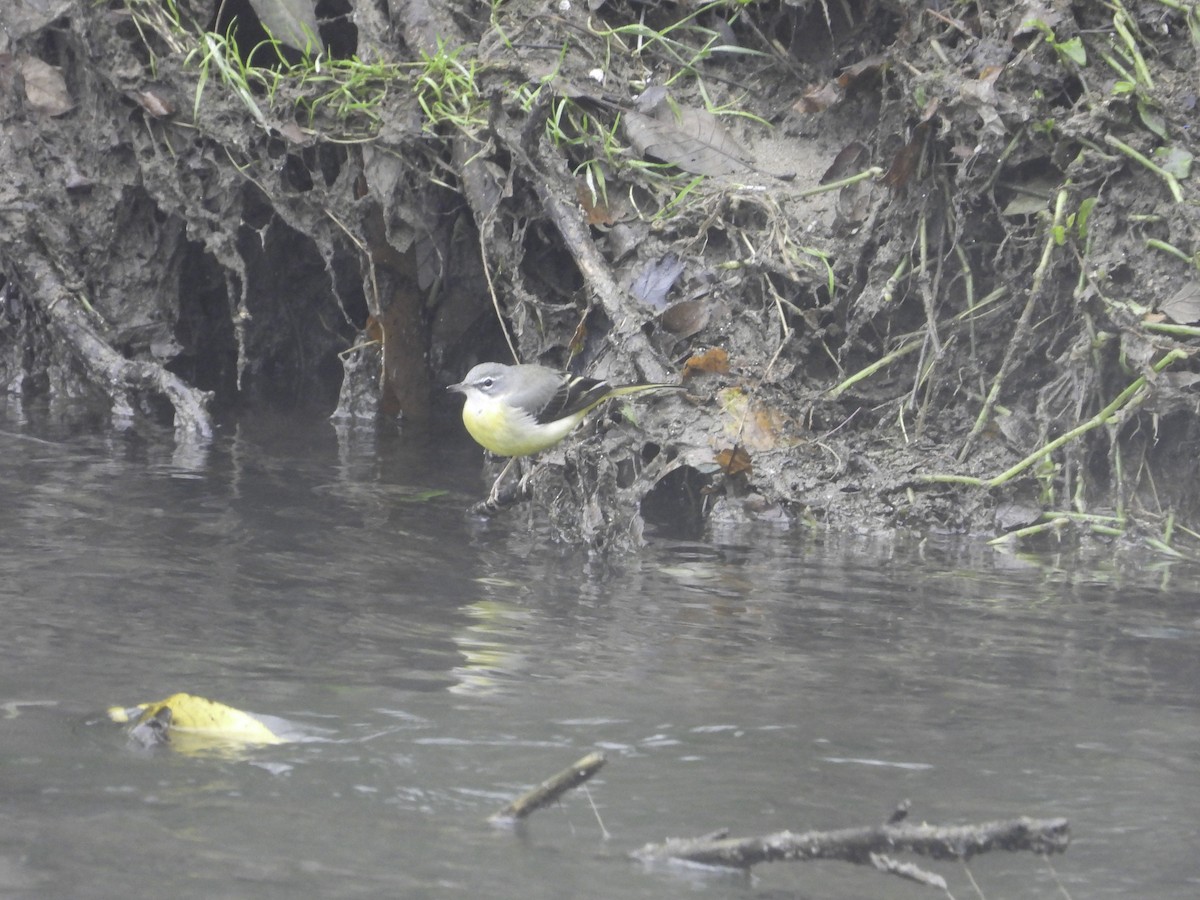 Gray Wagtail - ML611944629