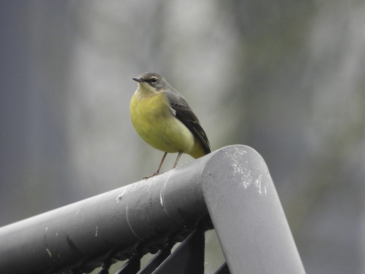 Gray Wagtail - ML611944646