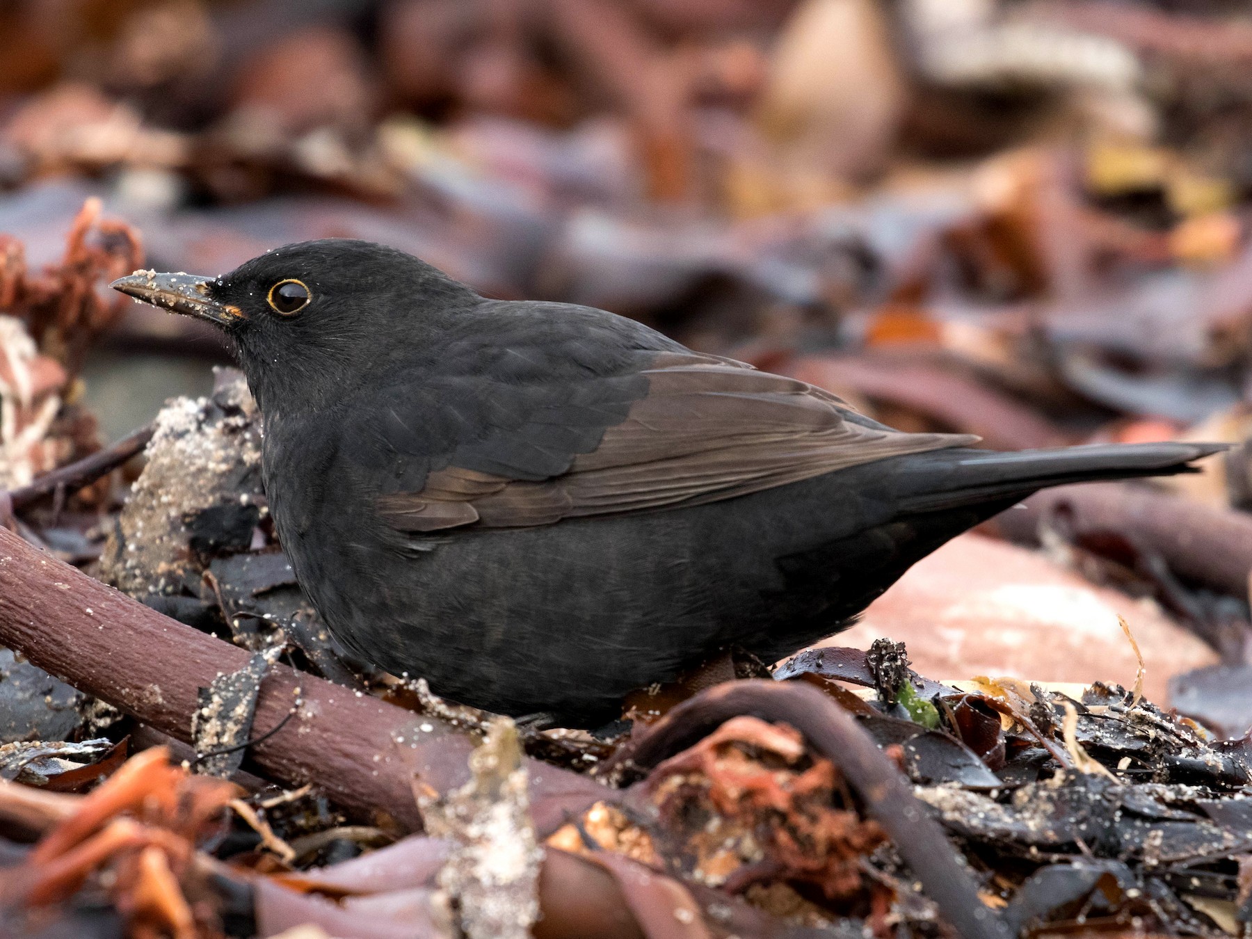 Eurasian Blackbird - Leo Damrow